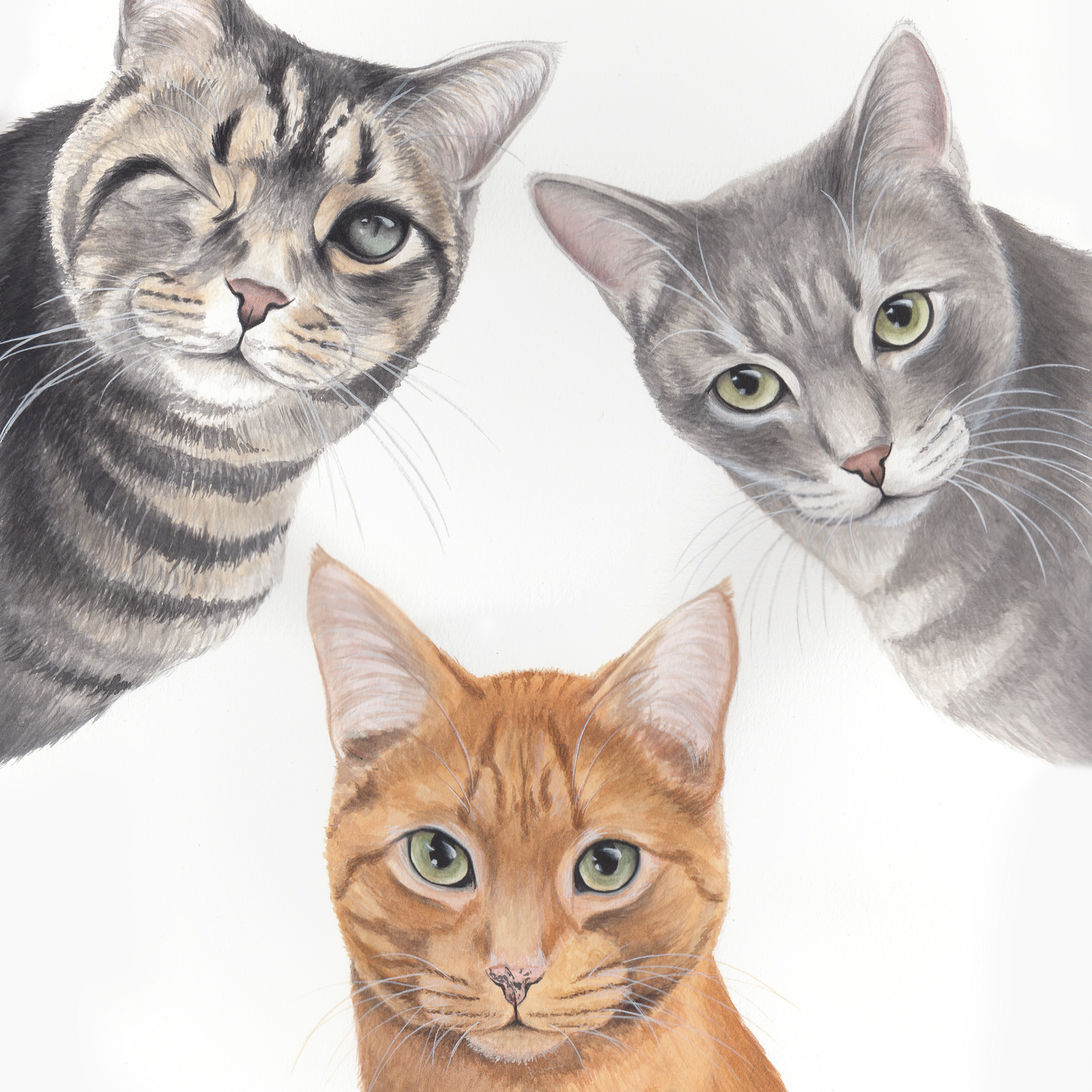 Three cats of different colors on a white background