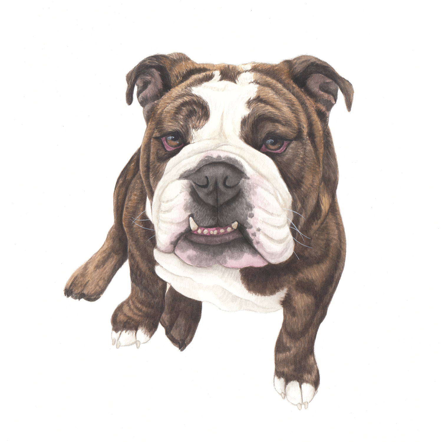 Illustration of a brown and white bulldog on a white background