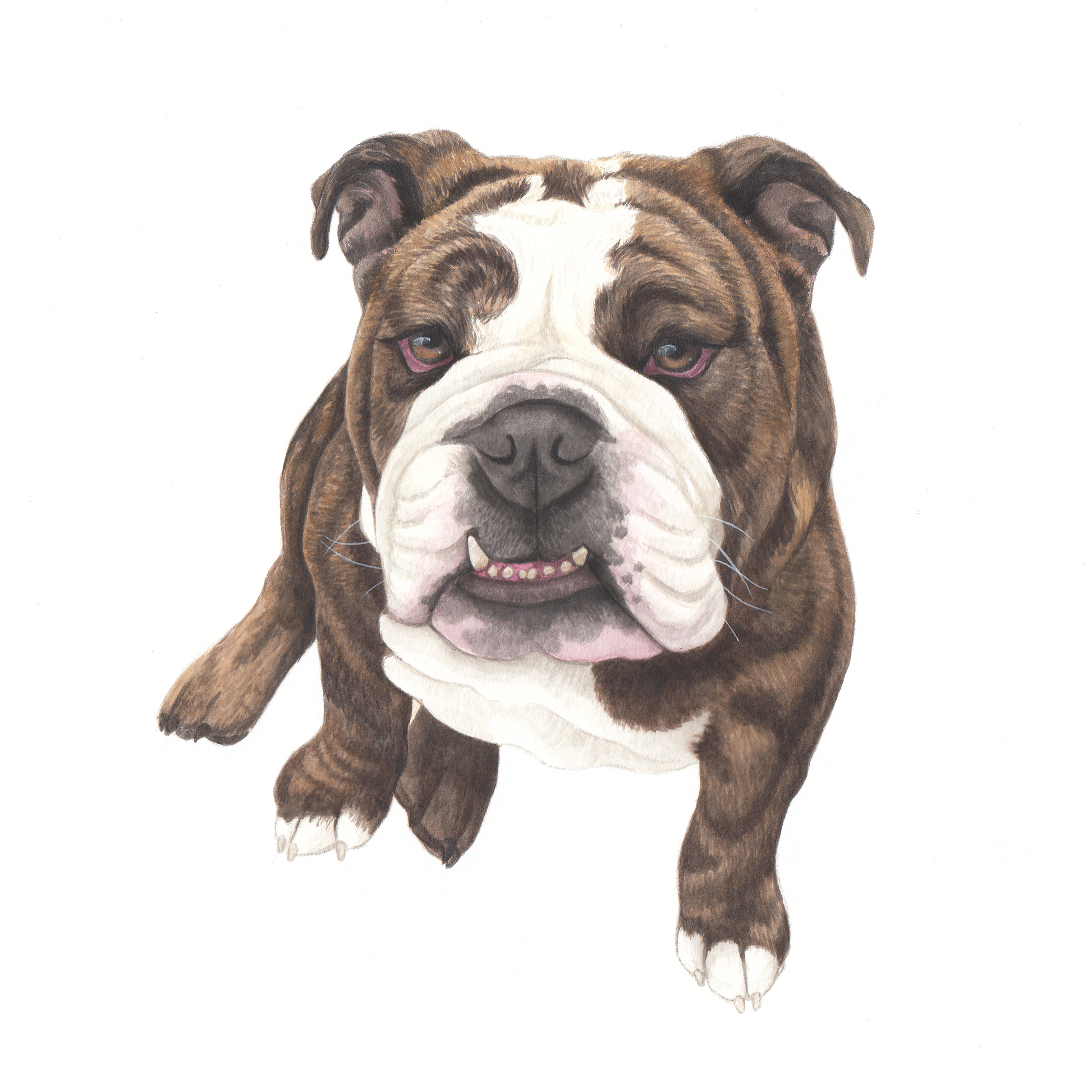 Illustration of a brown and white bulldog on a white background