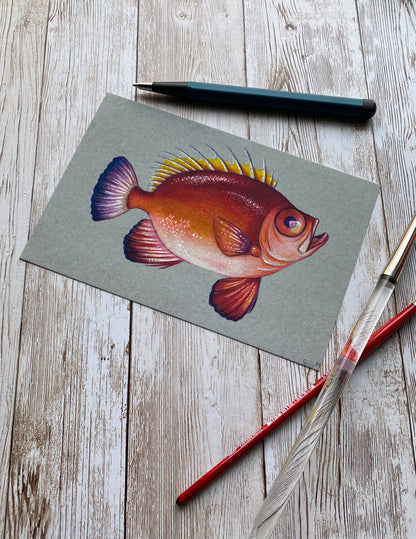 Red Fish Art Print