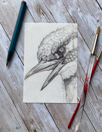 Kingfisher Bird Art Print