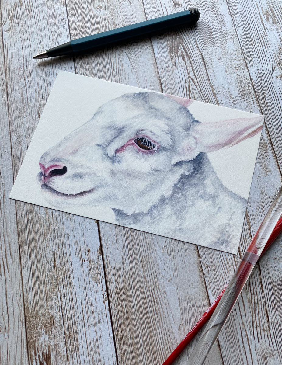 White Lamb Art Print