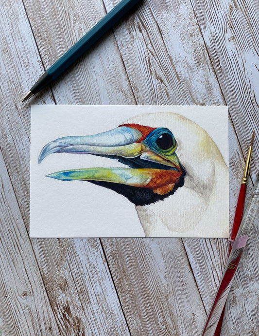 Red Footed Booby Bird Art Print