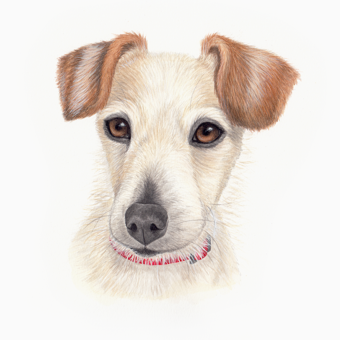 Illustration of a dog with a white face and brown ears on a light beige background